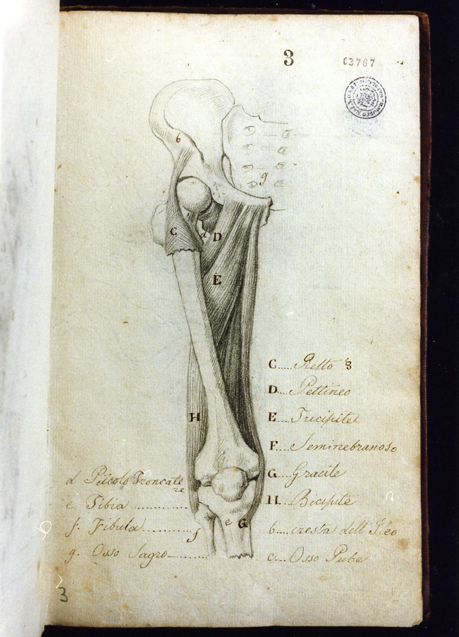 Studio anatomico - Certosa di san Martino, Napoli